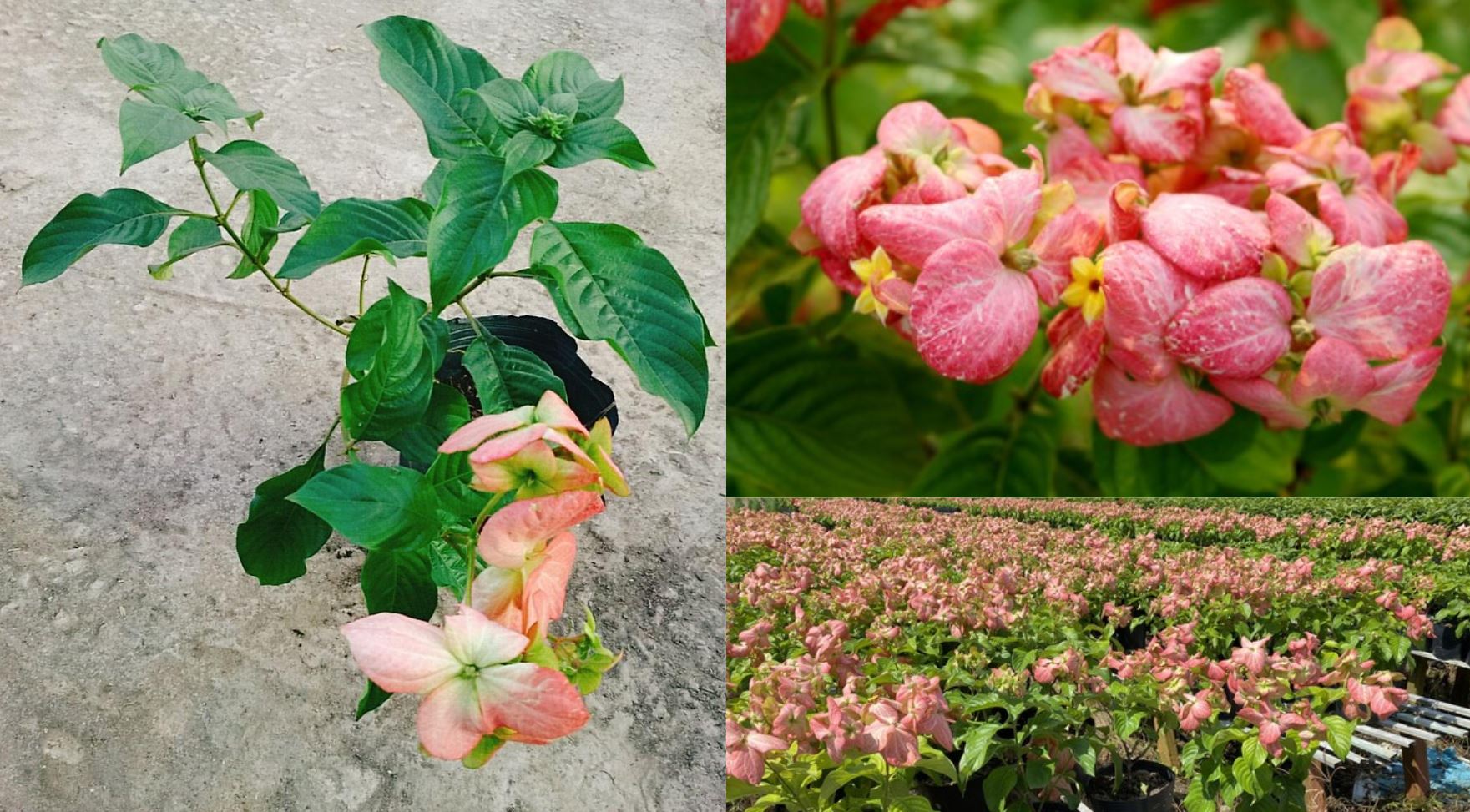 Ý nghĩa phong thủy của cây Bướm Hồng